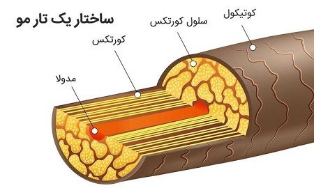 ساختار داخلی تار مو